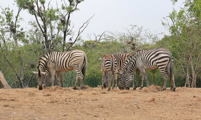 Fototapeta na wymiar Group of Zebras eating grass in the zoo.