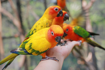 Sun conure parrots climbing on people hand.