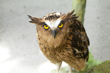 ketupa