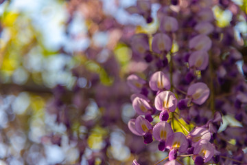 Close-up beautiful full bloom of Purple pink Wisteria blossom trees flowers in springtime sunny day at Ashikaga Flower Park, Tochigi prefecture, Famous travel destination in Japan