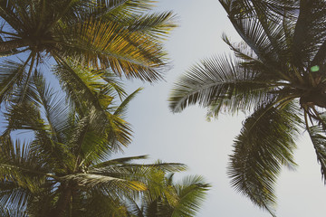 Fototapeta na wymiar Beautiful coconut palm tree on blue sky and copy space