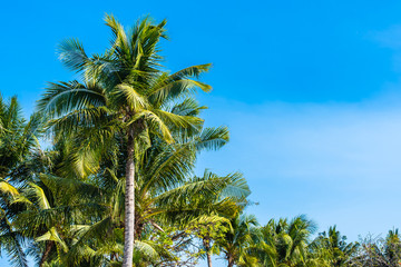 Fototapeta na wymiar Beautiful coconut palm tree on blue sky and copy space