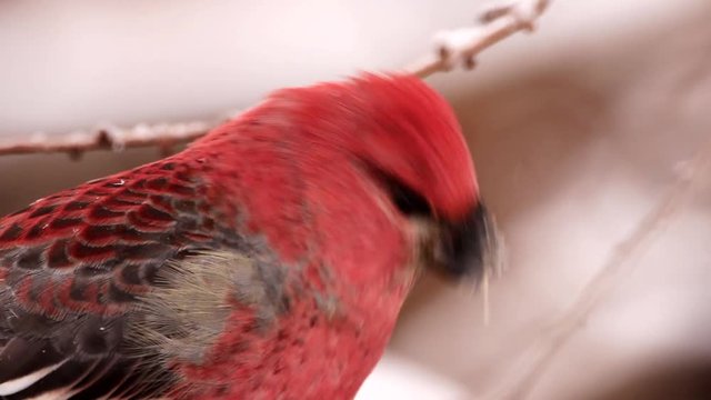 A male pine grosbeak eats sunflower seeds. Filmed in Quebec (Canada) during winter.