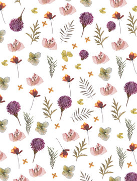 flat pressed dried flower pattern isolated on white background