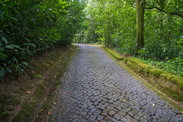 cobblestone way through forest