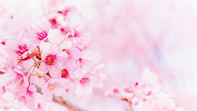 Blurred pink sakura and cherry flowers blossom in spring landscape garden background with copy space.