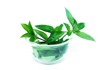 Sweet basil, Thai basil.Fresh basil leaves are used as essential oils.Helps drive acne.