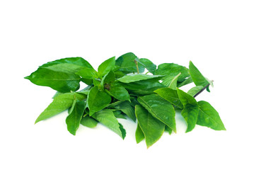 Sweet basil, Thai basil.Fresh basil leaves are used as essential oils.Helps drive acne.With Clipping Path.
