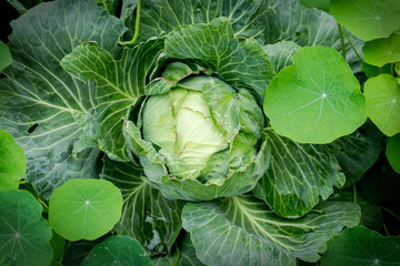 Big cabbage in the garden 
