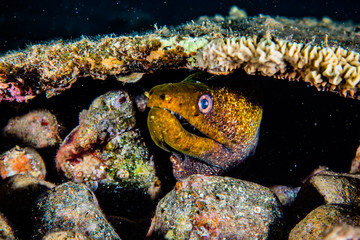 Moray eel Mooray lycodontis undulatus in the Red Sea, eilat israel