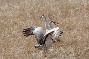 Cranes Dancing