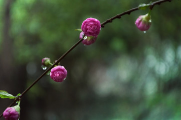 red berries on branch