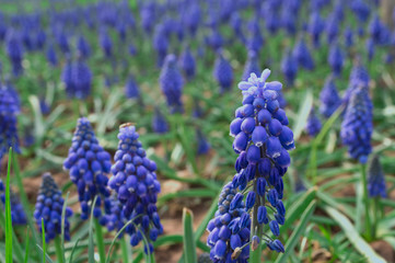 blue grape hyacinths in the garden