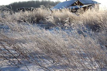 white sparkling frost of ice adorns the branches of dry grass in winter on a clear frosty day