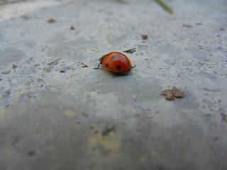 ladybug on gray background