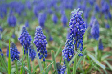 blue grape hyacinths in the garden