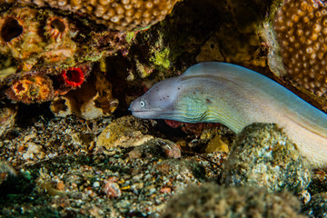 Moray eel Mooray lycodontis undulatus in the Red Sea, eilat israel