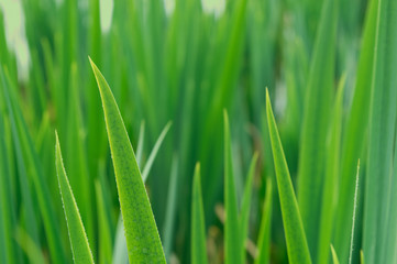 green grass with water drops