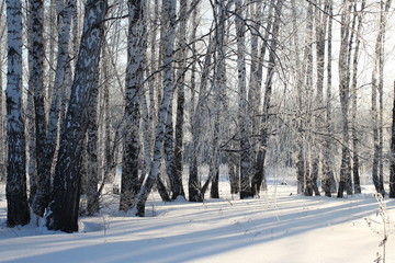 the gorgeous landscape of a Siberian winter forest with birch trees in the snow among the white drifts