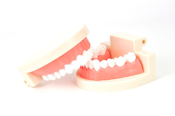 dentures on white background