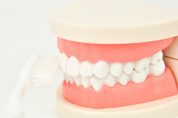 dentist cleaning dental jaw model with toothbrush