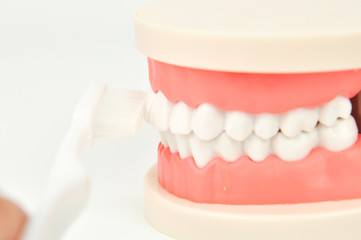 dentist cleaning dental jaw model with toothbrush