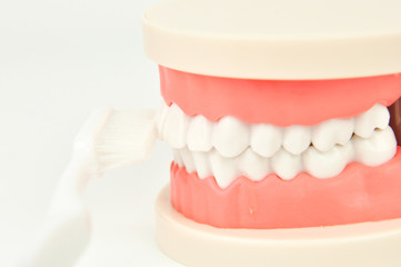 dentist cleaning dental jaw model with toothbrush