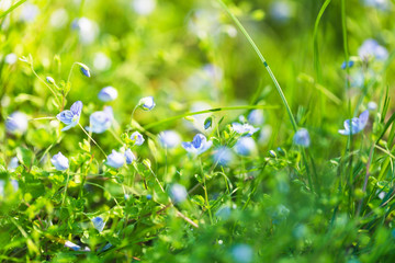 summer grass background