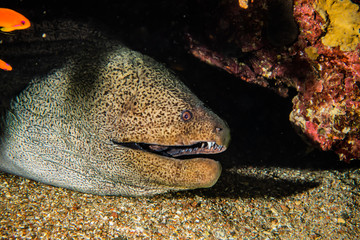 Moray eel Mooray lycodontis undulatus in the Red Sea, eilat israel