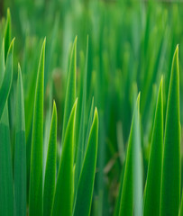 green grass with water drops