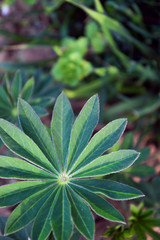 flower in the garden