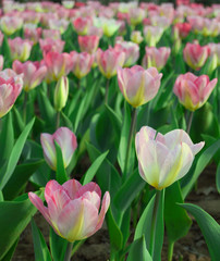pink tulips in the garden