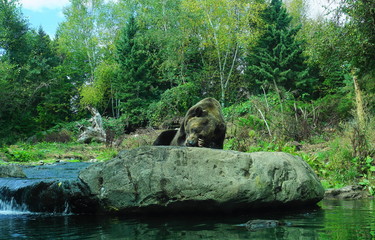 Wild brown grizzly bear eating close up.
