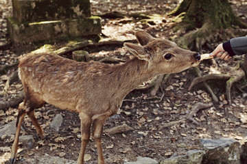 Naklejka na ściany i meble Feeding a deer crackers in the forest in Nara Park, Japan 