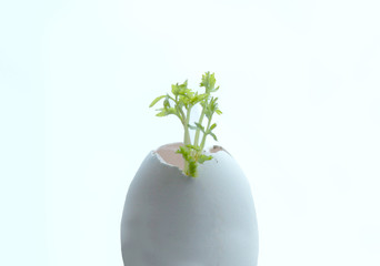 a healthy young sprout and a sick sprout in an eggshell in an egg cage