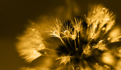 Art photo of dandelion close-up on black background. Drops of morning dew on the dandelion seeds. Monochrome photography.