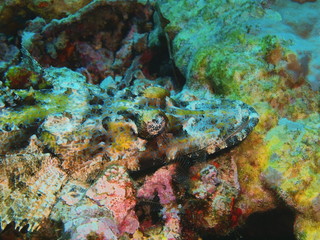 Fototapeta na wymiar The amazing and mysterious underwater world of Indonesia, North Sulawesi, Bunaken Island, flathead
