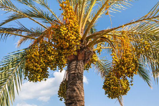 ripe organic dates on date palm tree against blue sky