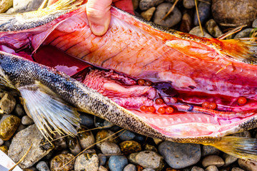 Dissected Pink Salmon after it spawned in the Stave River downstream of the Ruskin Dam at Hayward Lake near Mission, British Columbia, Canada © hpbfotos