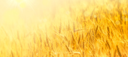 ears of yellow wheat field on the sunset