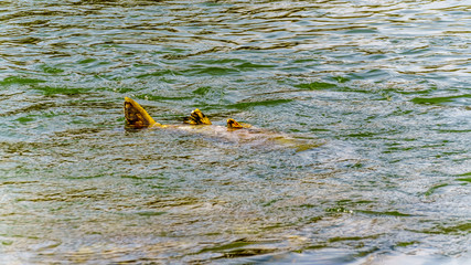 Dead Pink Salmon after spawning floating in the Stave River downstream of the Ruskin Dam at Hayward Lake near Mission, British Columbia, Canada 