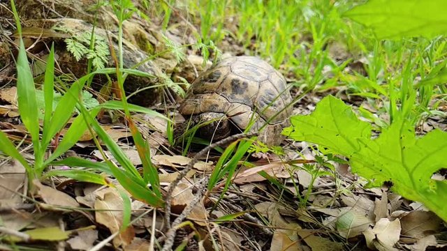 Greek turtle in nature