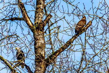 Mature and Juvenile Bald Eagles sitting in a tree watching for spawning salmon in the Stave River downstream of the Ruskin Dam at Hayward Lake near Mission, British Columbia, Canada 