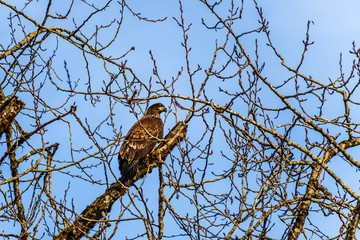 Juvenile Bald Eagle sitting in a tree watching for spawning salmon in the Stave River downstream of the Ruskin Dam at Hayward Lake near Mission, British Columbia, Canada