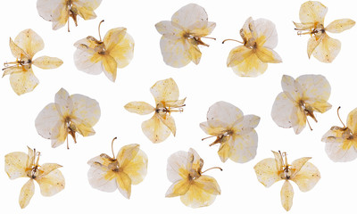 flat pressed dried flower pattern isolated on white background