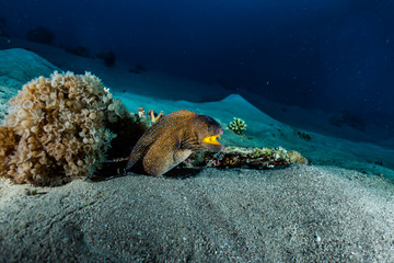 Moray eel Mooray lycodontis undulatus in the Red Sea, eilat israel