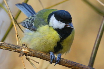 Fototapeta premium Bright tit sits on a branch in the park and looks at the photographer. City birds. Blurred background. Close-up. Wild nature. Spring soon.