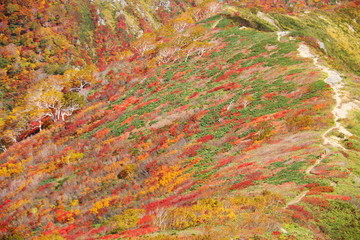 秋の朝日連峰　大朝日岳山頂への道　稜線登山道と紅葉