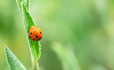 Seven spot lady bug on a leaf