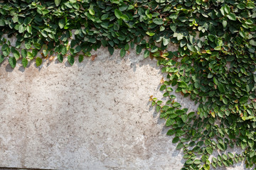 Background of plaster walls decorated with green leaves for design.